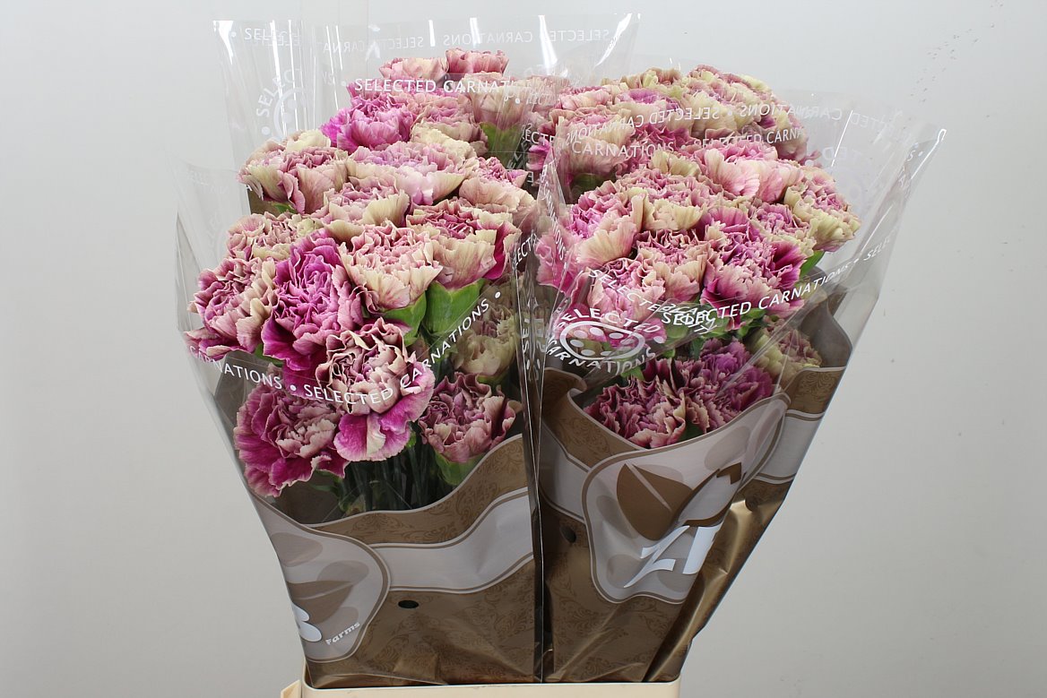 Carnation Standard Antigua