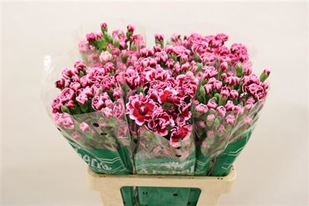 Carnation Spray Trendy Tessino
