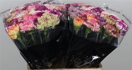 Carnation Standard Mix Striped
