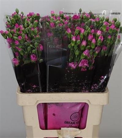 Carnation Spray Lilac Melissa