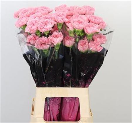Carnation Standard Betsy