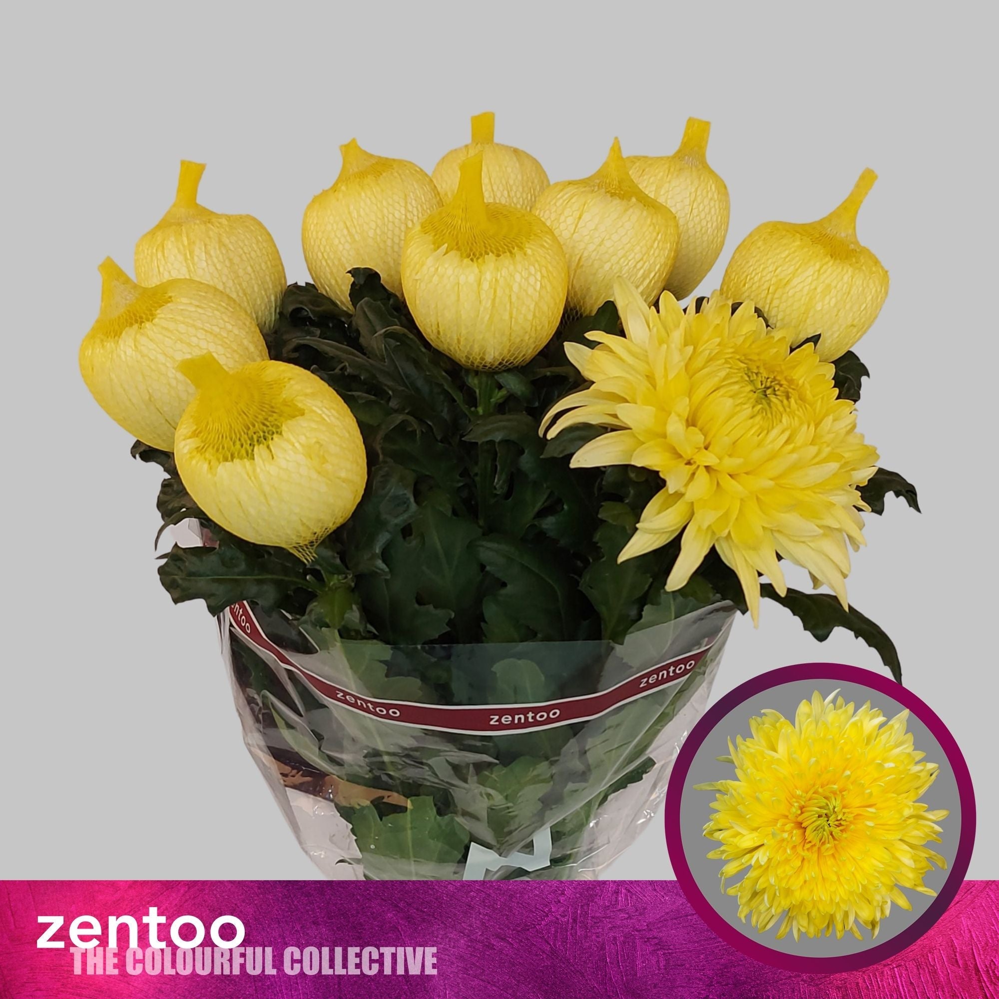 Chrysanthemum - Chrysanthemum - Magnum Yellow