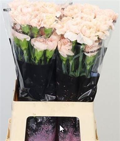 Carnation Standard Lizzy
