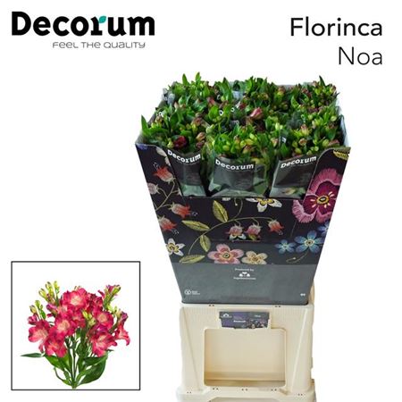 Alstroemeria Florina Noa