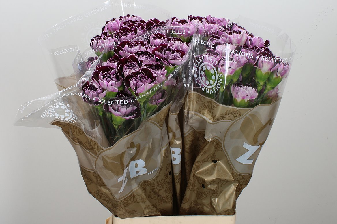 Carnation Standard Minerva