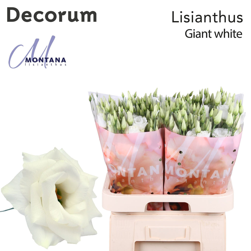 Lisianthus Arena Giant White