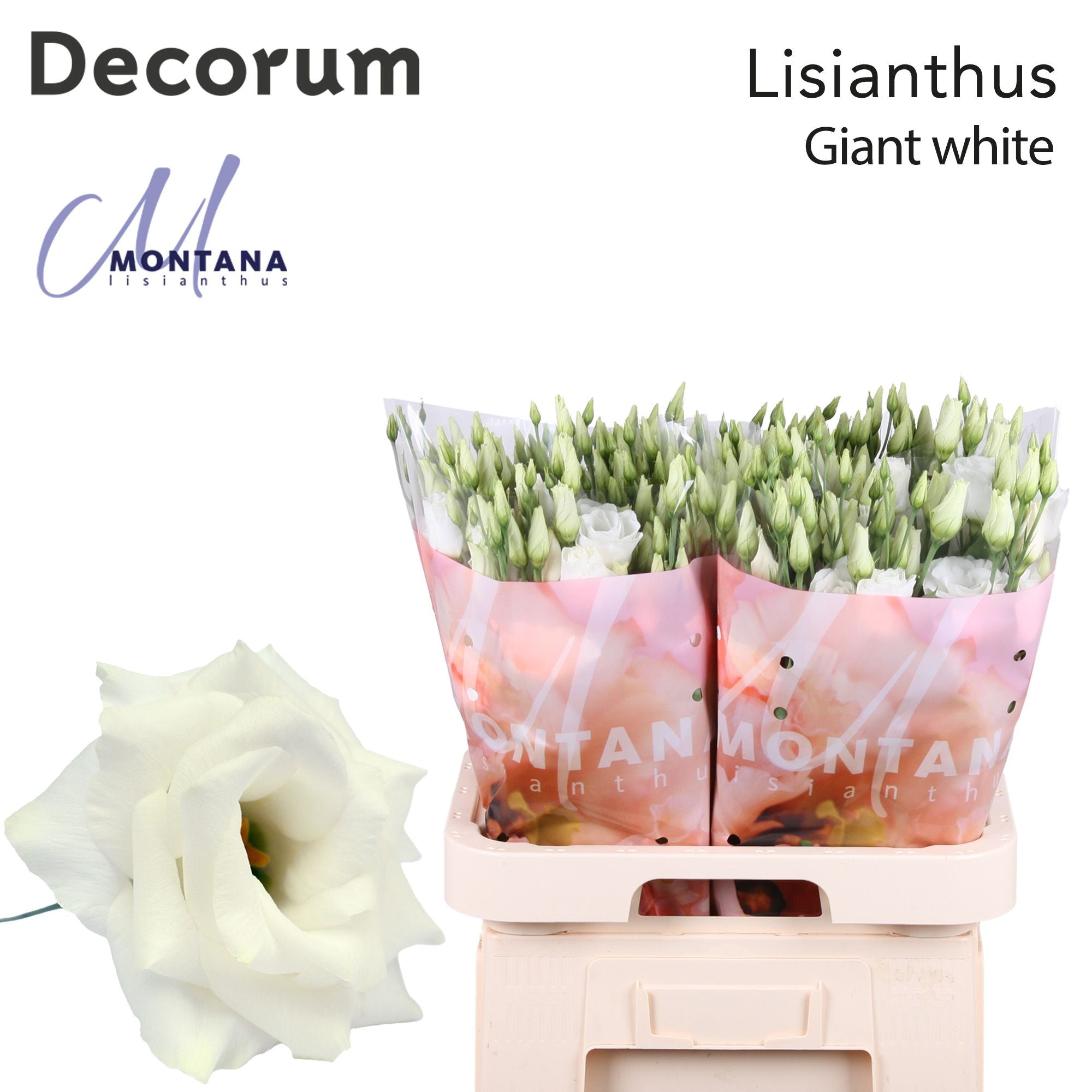 Lisianthus Arena Giant White