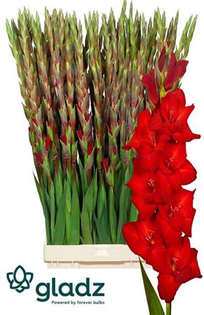 Red Gladioli ‘Red Balance’ – 10 Stems