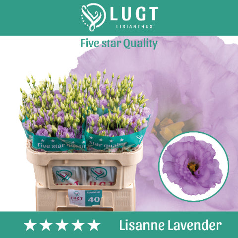 Lisianthus Lisanne Lavender