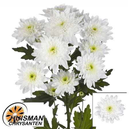 Chrysanthemum Spray Bonita