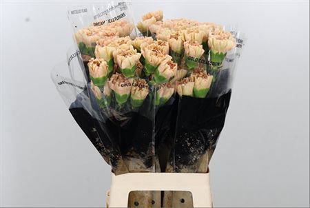 Carnation - Dianthus - Lege Marrone