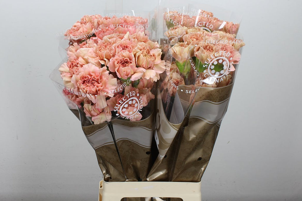 Carnation Standard Caramel