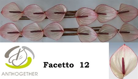 White Anthurium Cut Flowers – 45cm Stems