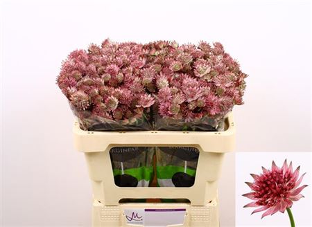 Pink Astrantia ‘Roma’ Cut Stems – 50cm
