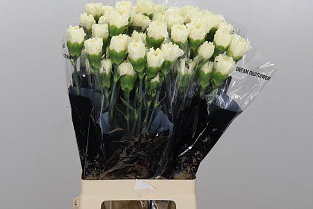 Carnation Standard Diletta Crema