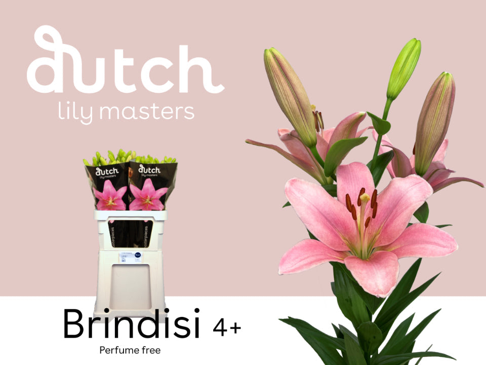 Lily - Lilium - Brindisi