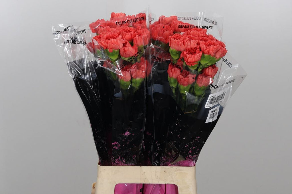 Carnation Standard Caroline