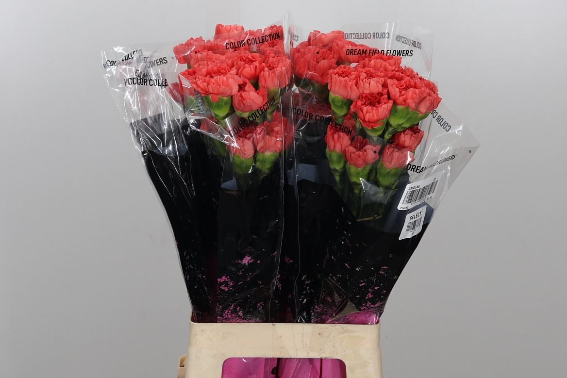 Carnation Standard Caroline