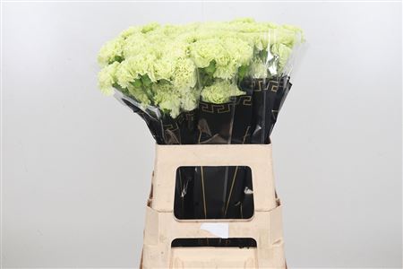 Carnation Standard Goblin