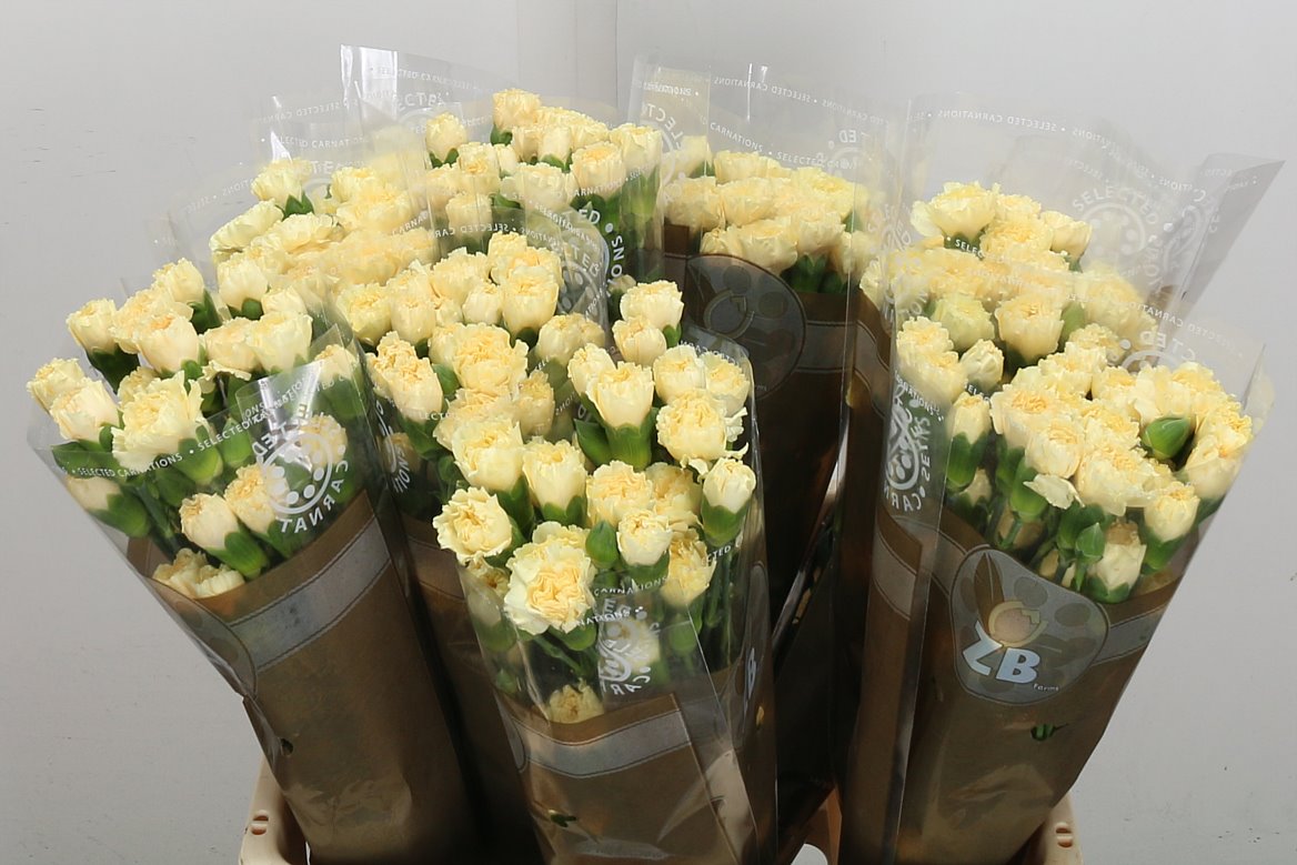 Carnation Spray Creme Intermez