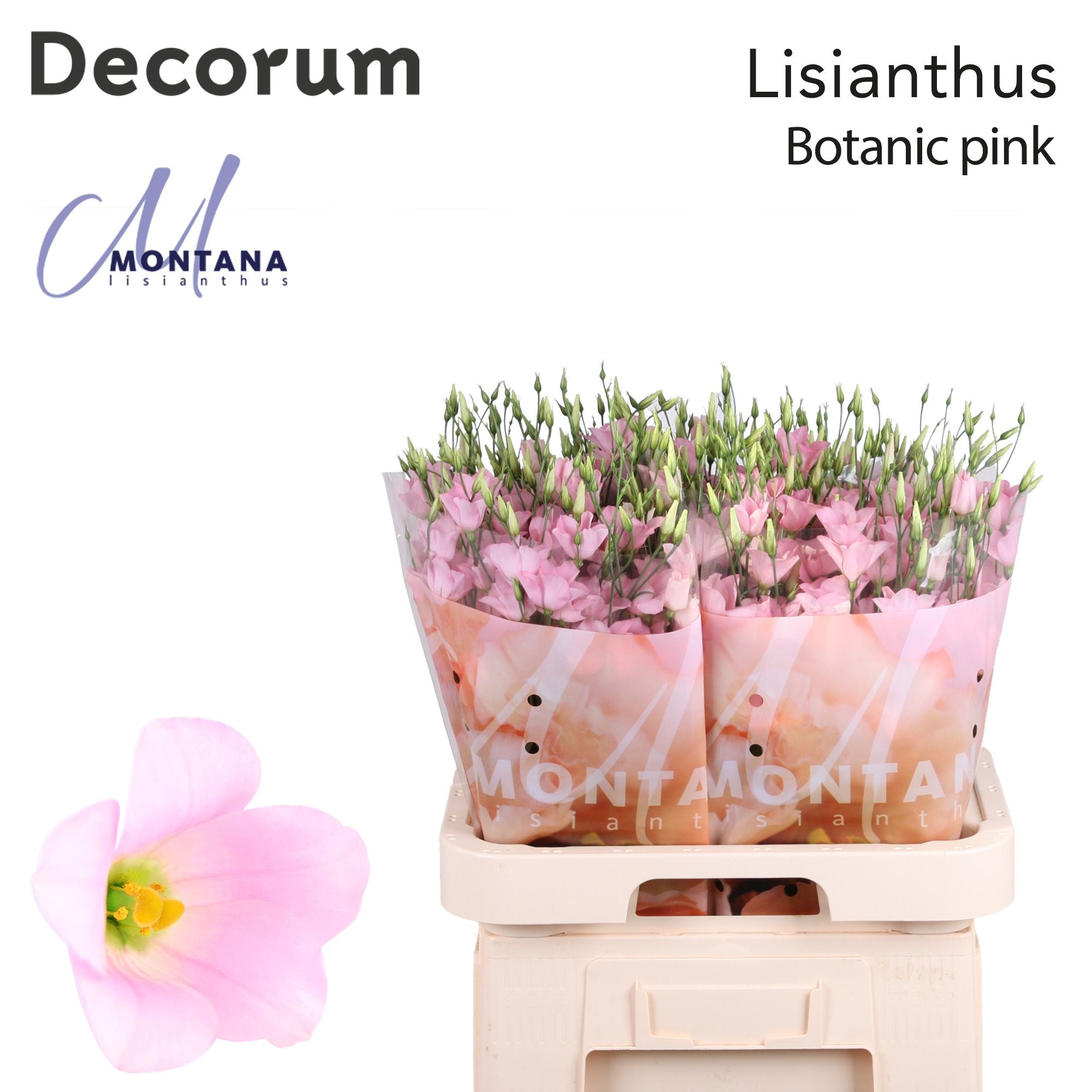 Lisianthus Botanic Pink
