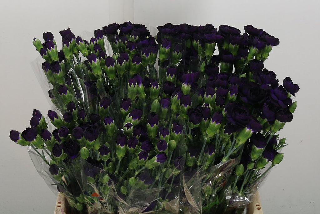 Carnation Spray Florigene Moonvelvet