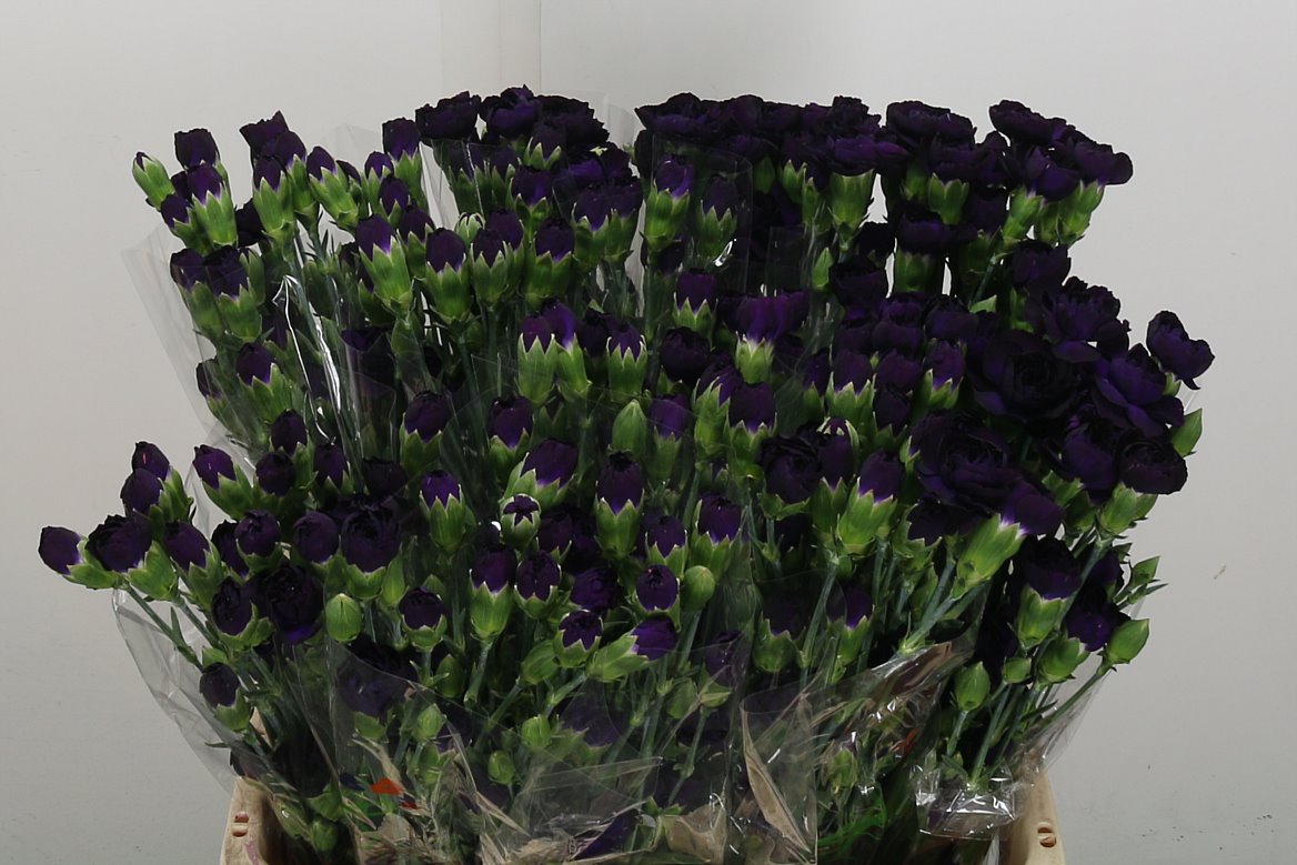 Carnation Spray Florigene Moonvelvet
