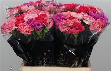Carnation Standard Mix Pink