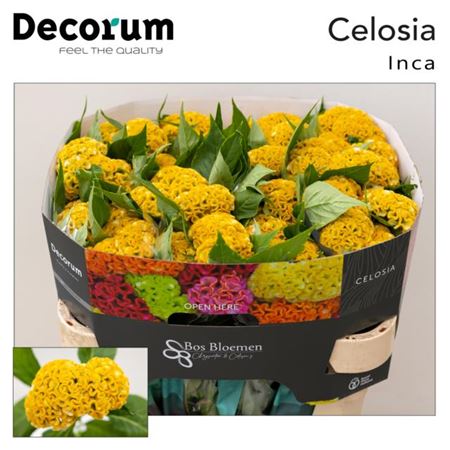 Yellow Celosia ‘Act Inca’ Cut Flowers – 72cm Stems