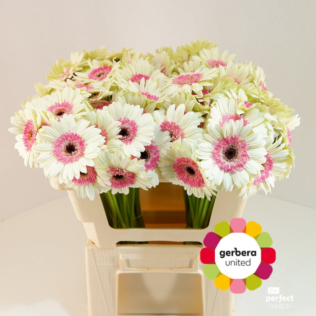 White Double Fun Germini Cut Flowers – 50cm Stems