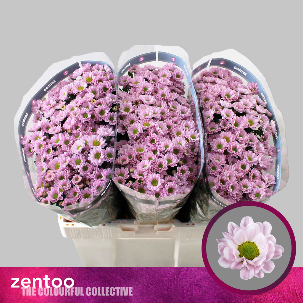 Santini Chrysanthemum - Chrysanthemum - Rossi Pink