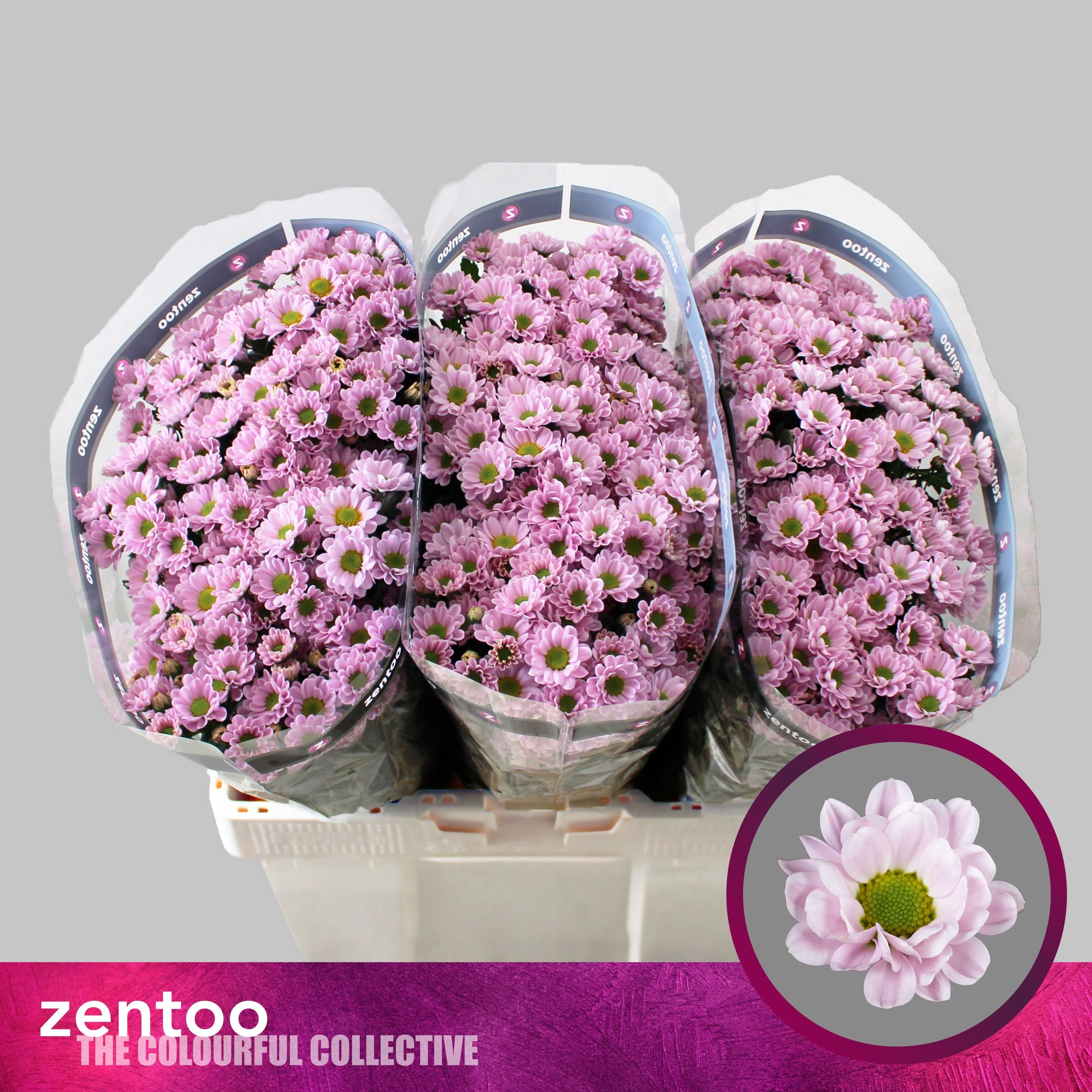 Santini Chrysanthemum - Chrysanthemum - Rossi Pink