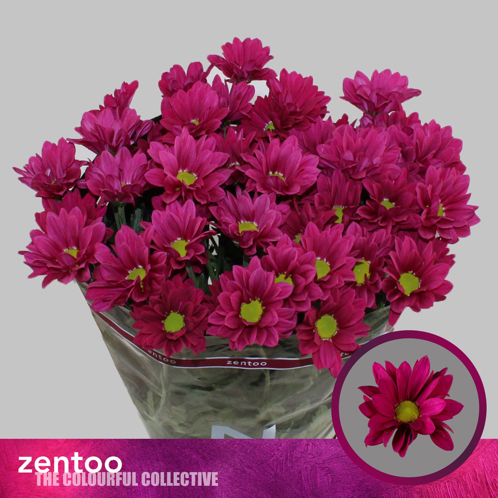 Spray Chrysanthemum - Chrysanthemum - Purple Star
