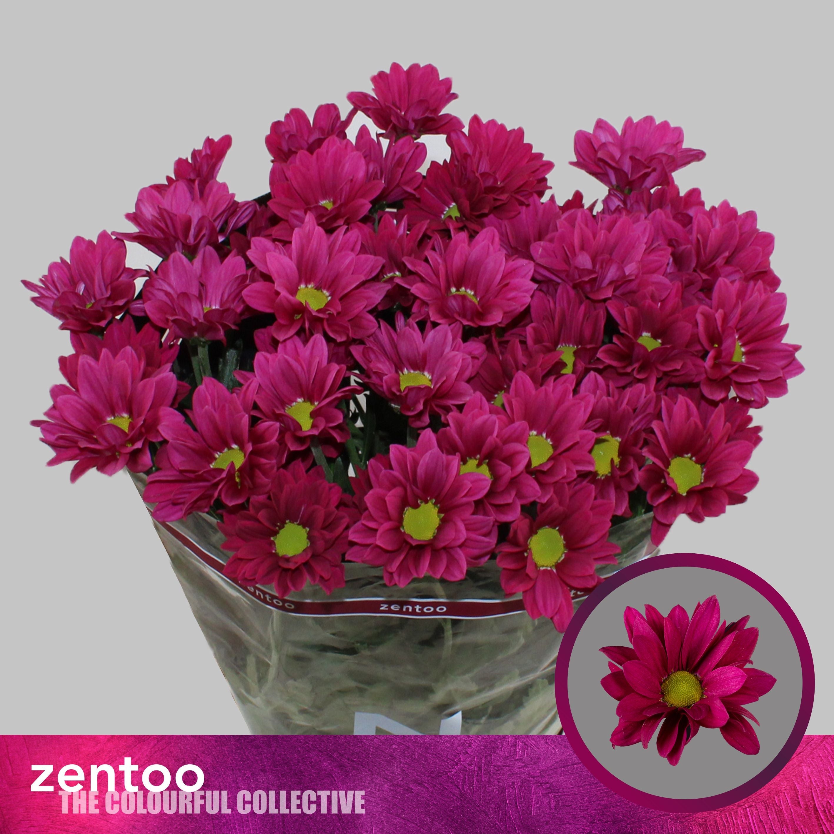 Spray Chrysanthemum - Chrysanthemum - Purple Star