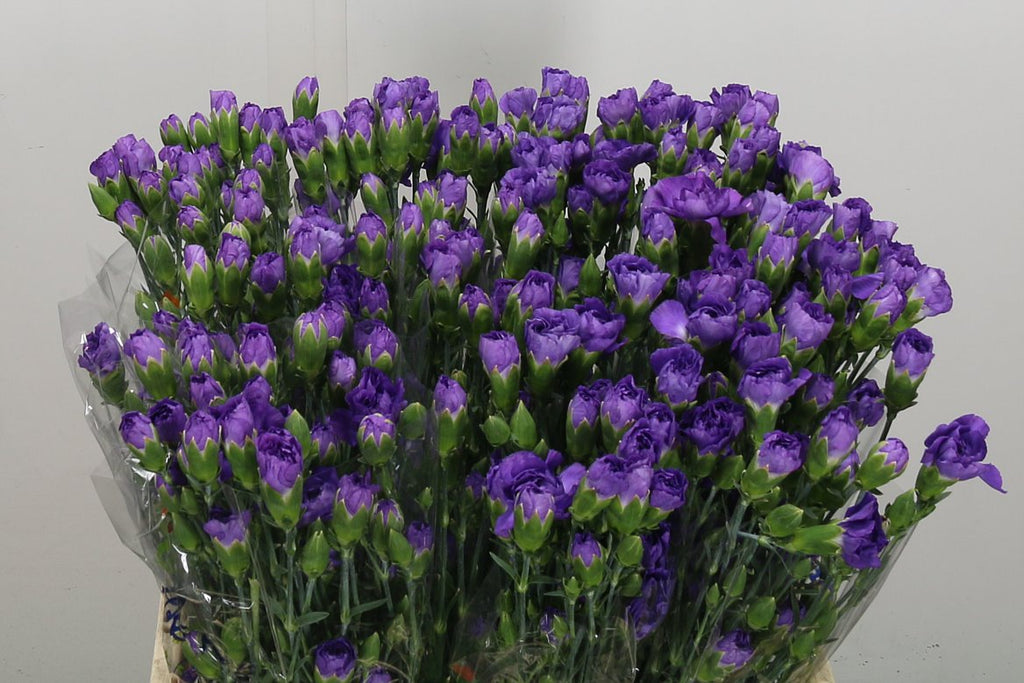 Carnation Spray Florigene Moonberry
