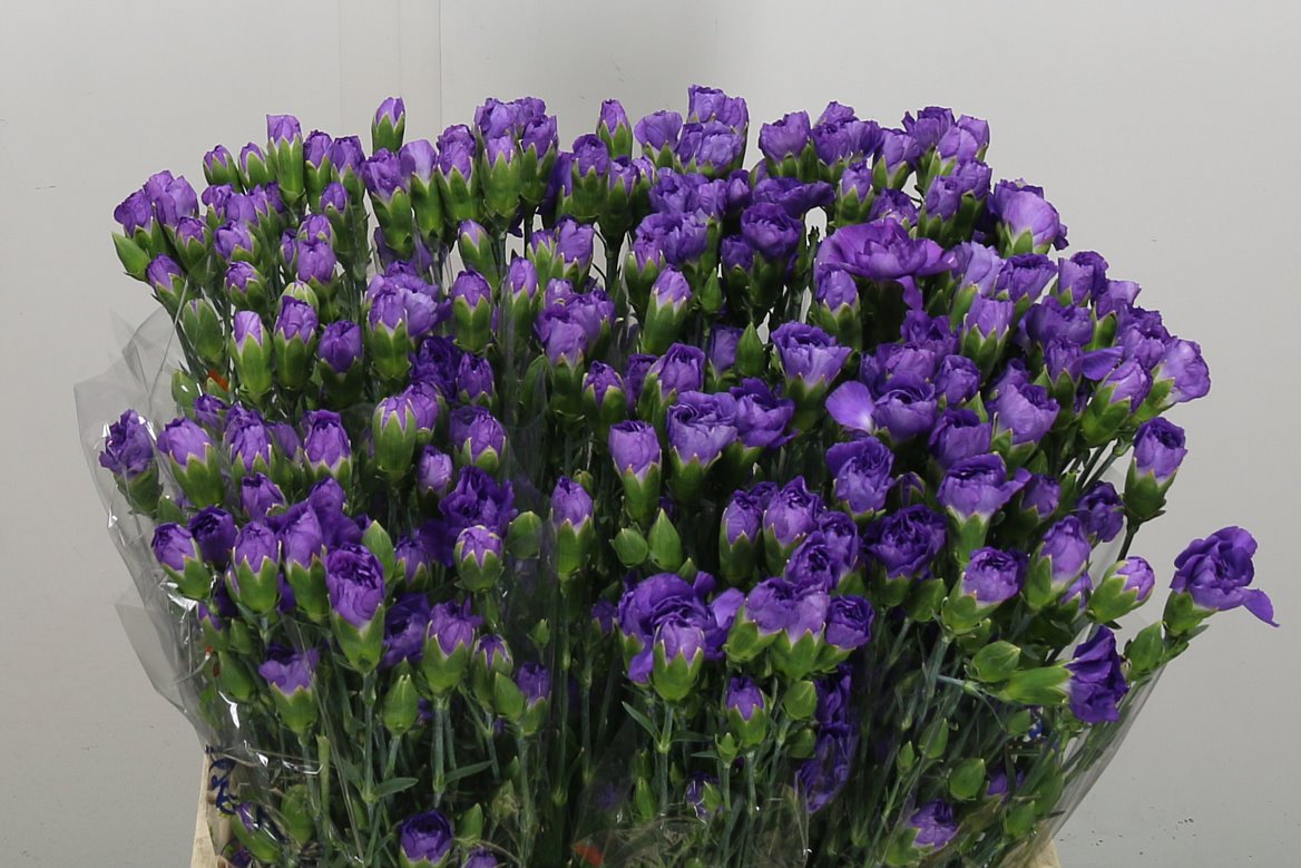 Carnation Spray Florigene Moonberry