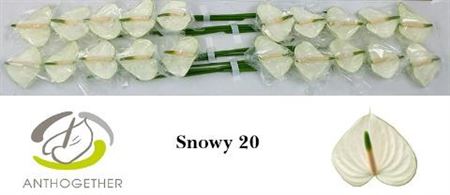 White Anthurium ‘Snowy’ – 35cm Stems
