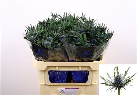 Purple Eryngium ‘Orion’ Cut Stems – 50cm