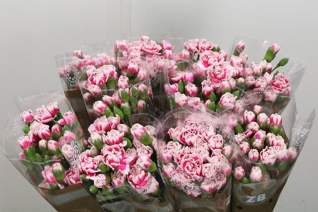 Carnation Spray Cherry Tessino