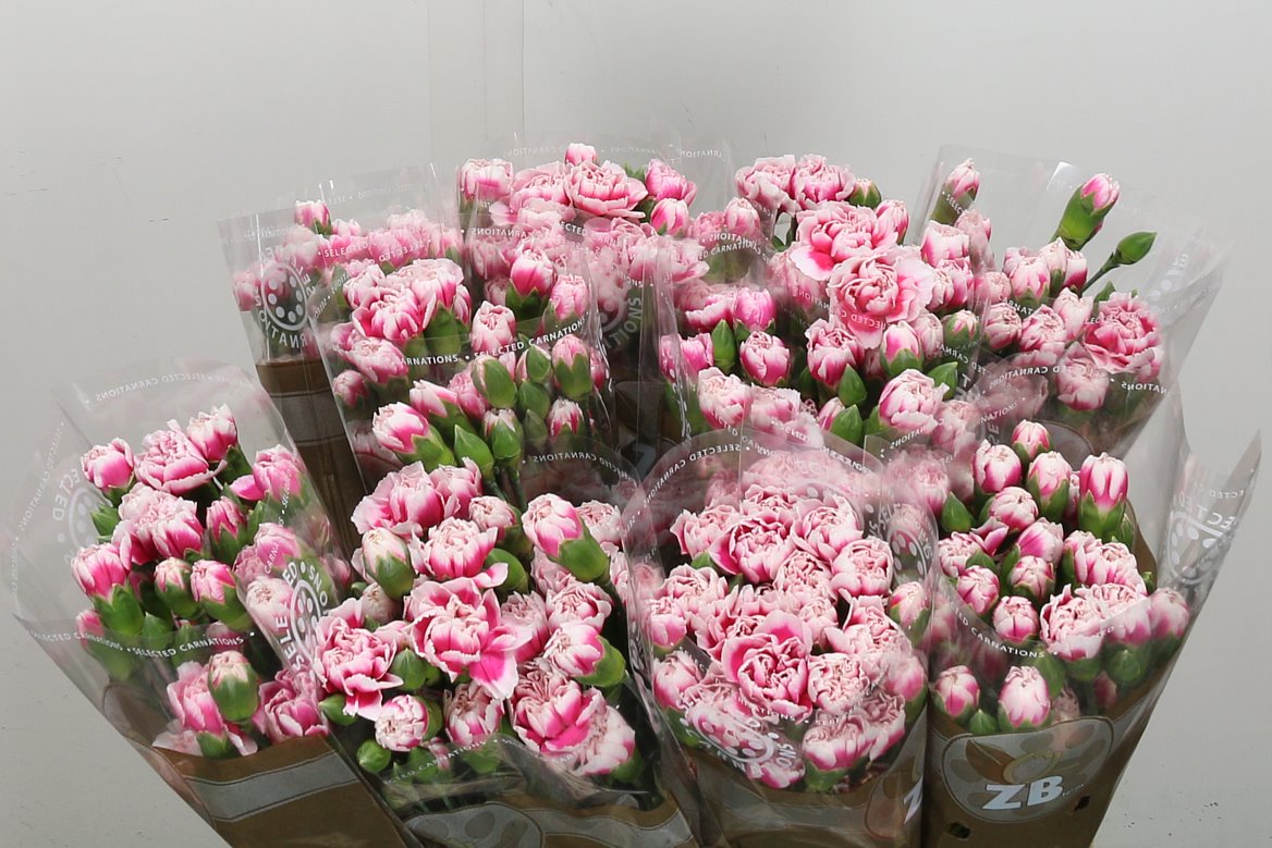 Carnation Spray Cherry Tessino