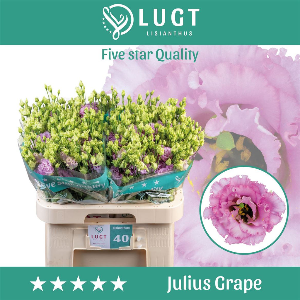 Lisianthus Julius Grape