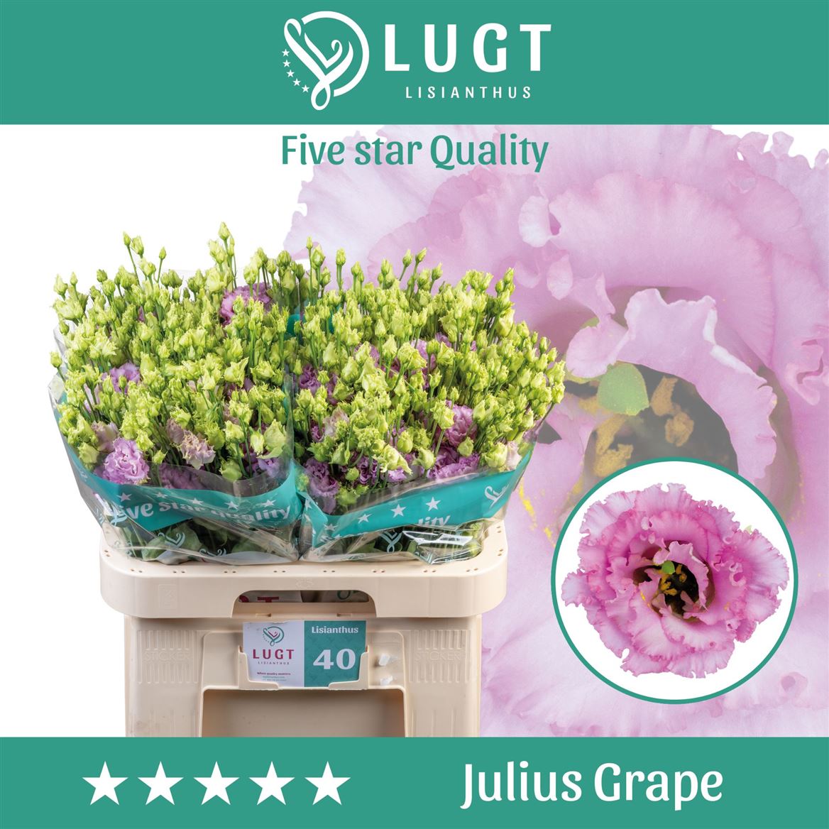 Lisianthus Julius Grape