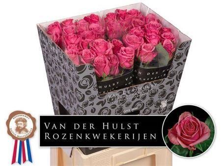 Rose - Rosa - Kiss Me Kate