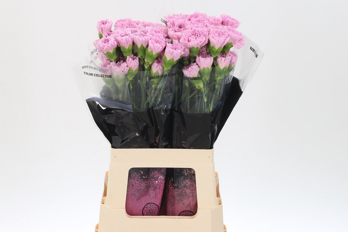 Carnation Standard Clearwater