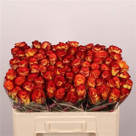 Rose - Rosa - Firefox
