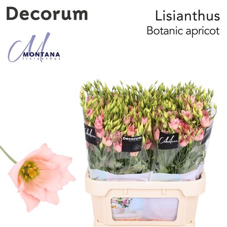 Lisianthus Botanic Apricot