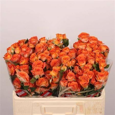 Spray Rose - Rosa - Ariya