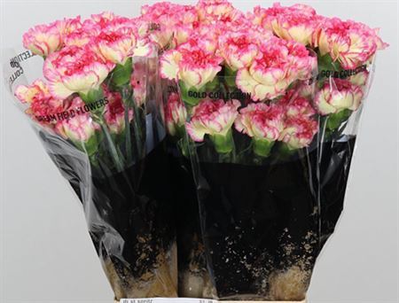 Carnation Standard Spritz