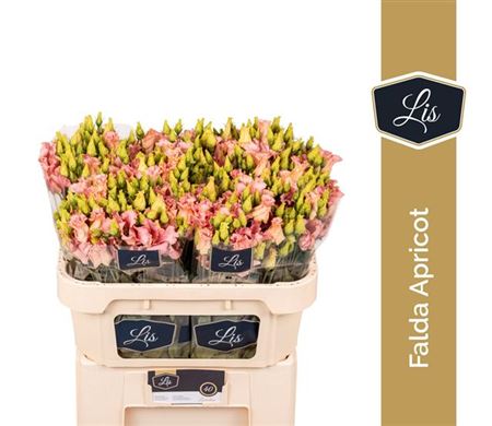 Lisianthus Falda Apricot