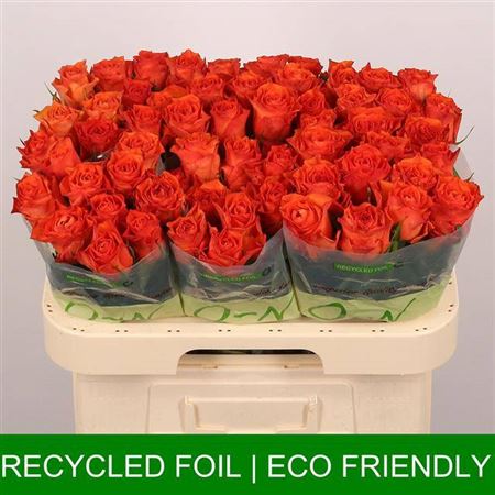 Rose - Rosa - Orange Wave